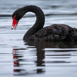 La teoría del Cisne Negro: frágil, robusto, resiliente o anti frágil.