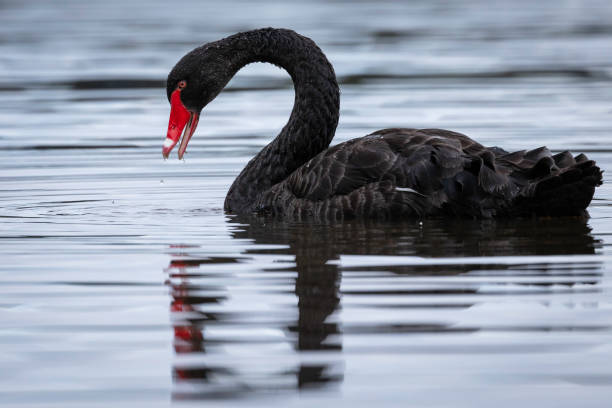 Lee más sobre el artículo La teoría del Cisne Negro: frágil, robusto, resiliente o anti frágil.